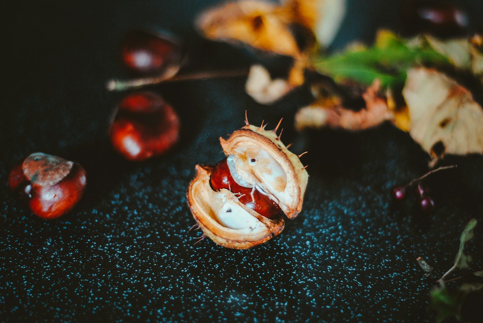 Fresh horse chestnuts in an open husk